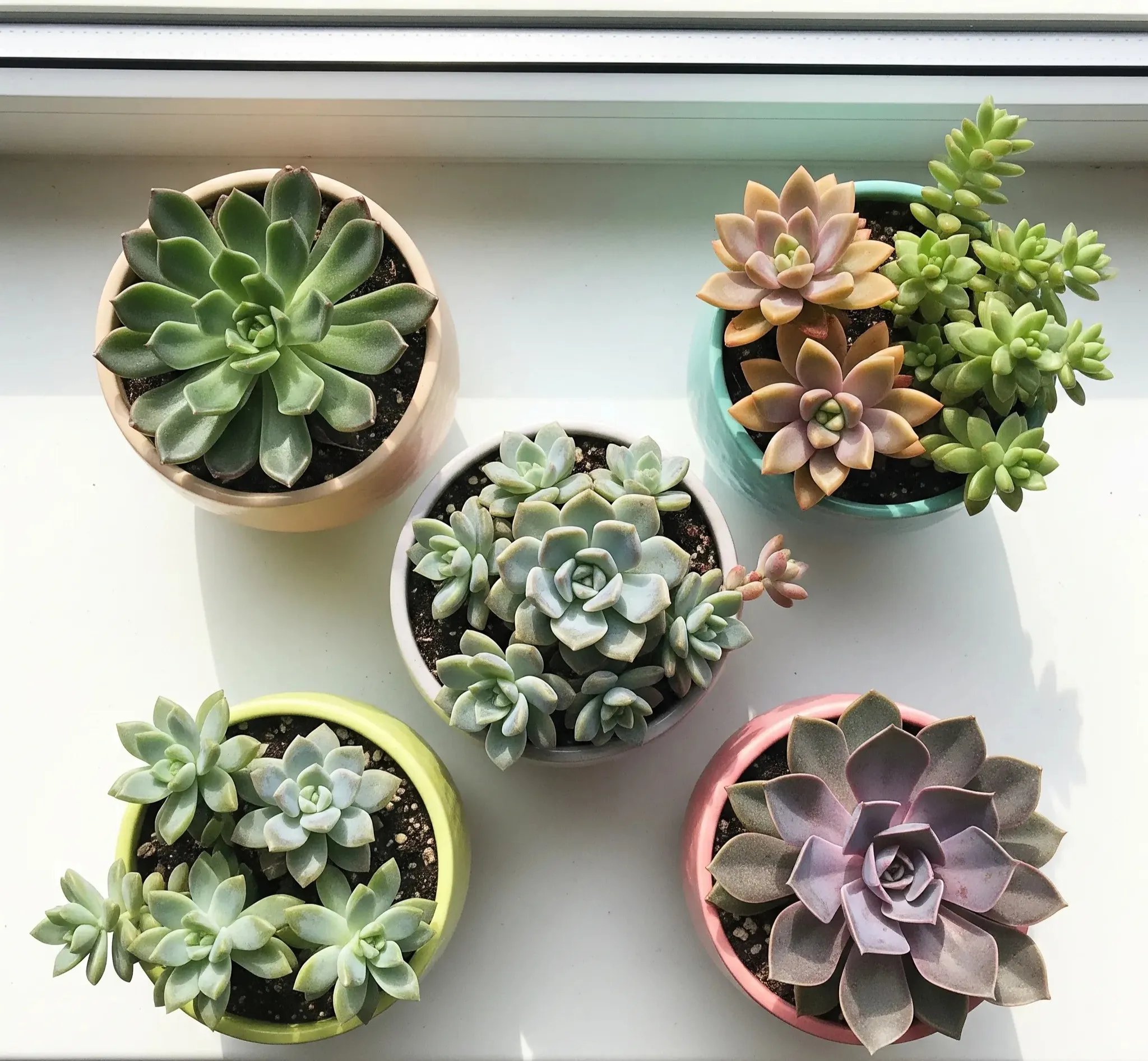 A bright windowsill garden with five colorful succulents in ceramic pots – top view, natural lighting, vibrant tones